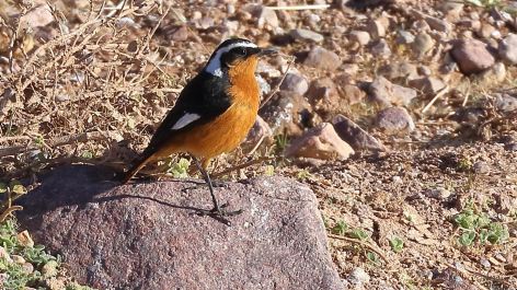 Ornithologische Reise Marokko: Diademrotschwanz :: © J.Klemenz