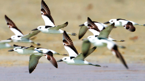 Ornithologische Reise Oman, Reiherläufer :: © Ralph Martin/BIA
