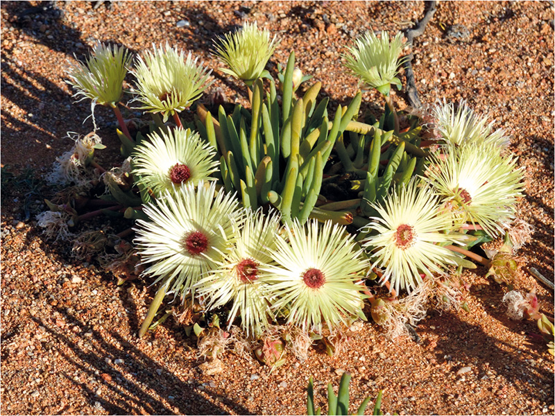 Südafrika: Cephalophyllum pillansii ist eine endemische Mittagsblume bei Okiep :: © E.Mai