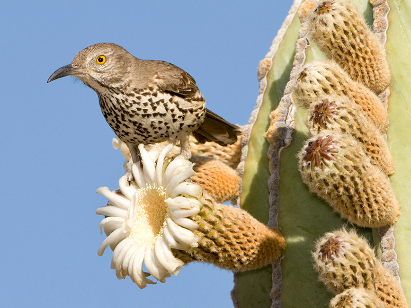 Baja California: Grauspottdrossel an Cardon-Kaktus :: © G.Jensen