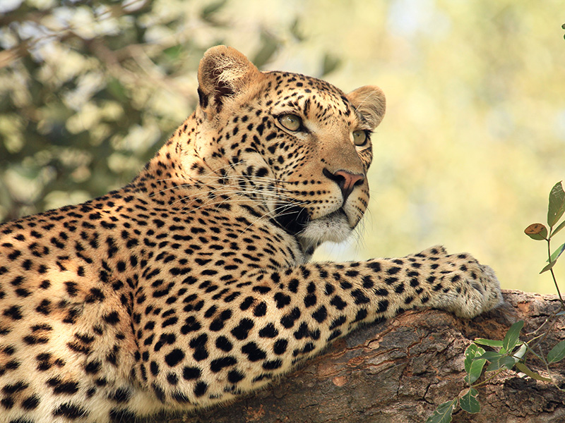 Leopard :: © A.Schade
